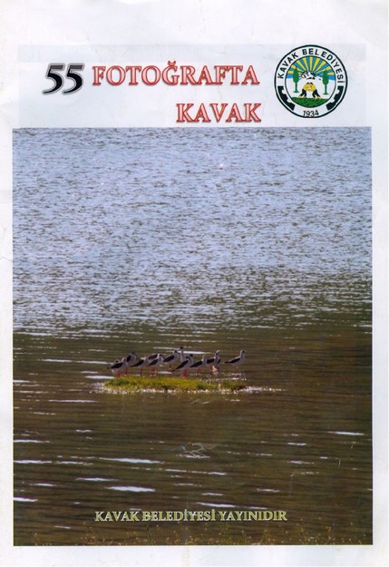 55 Fotoğrafta Kavak